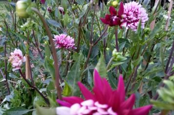 Foto - Sítio das flores