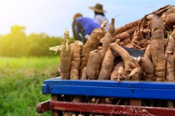 Reunião técnica sobre mandioca destaca manejo para altas produtividades 