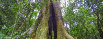 Trilha Ecológica das Figueiras - Roteiro Turístico Caminhos da Natureza