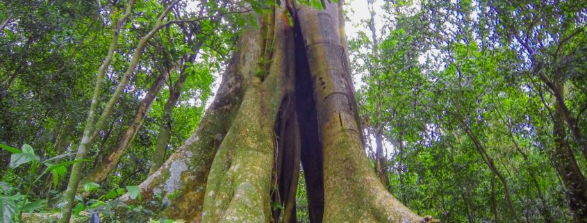 Trilha Ecológica das Figueiras - Roteiro Turístico Caminhos da Natureza